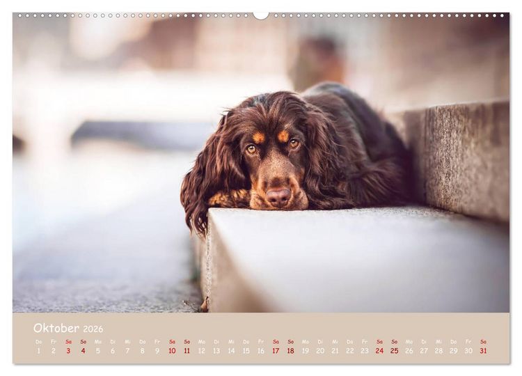 Produktbild: Elvis ein Engl. Cocker Spaniel wird Gro&szlig; (Wandkalender 2026 DIN A2 quer), CALVENDO Monatskalender