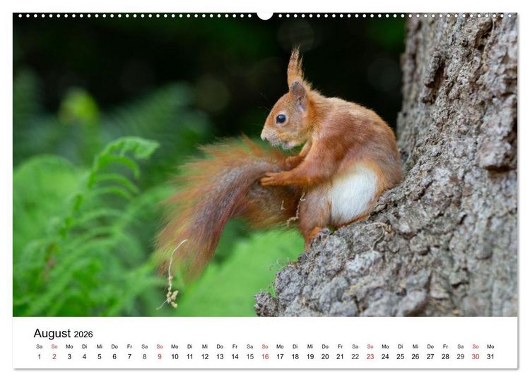 Produktbild: Eichh&ouml;rnchen - Kleine Kobolde im Roten Pelz (hochwertiger Premium Wandkalender 2026 DIN A2 quer), Kunstdruck in Hochglanz