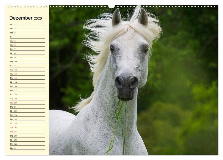 Produktbild: Traumpferd Lipizzaner (Wandkalender 2026 DIN A2 quer), CALVENDO Monatskalender