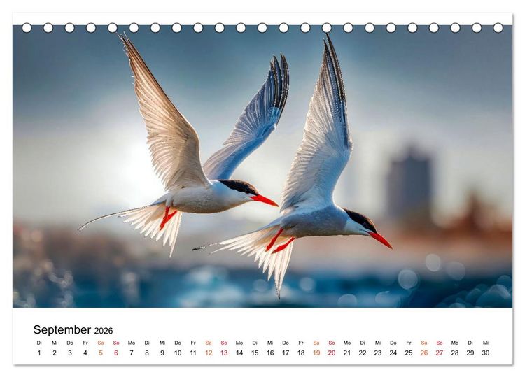 Produktbild: Seeschwalben - Meister der L&uuml;fte (Tischkalender 2026 DIN A5 quer), CALVENDO Monatskalender