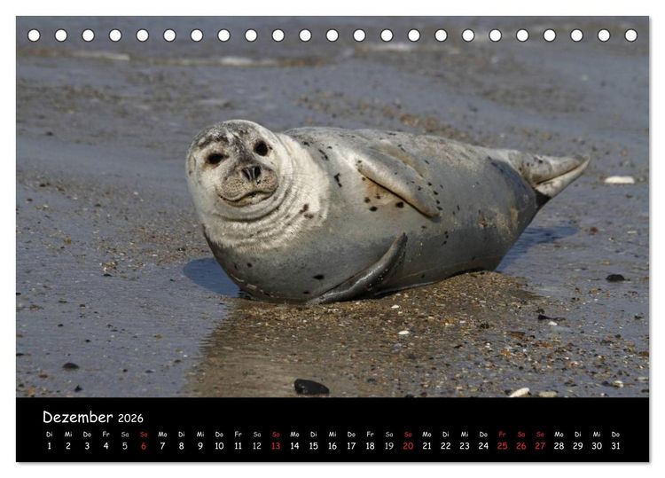 Produktbild: Kegelrobben und Seehunde (Tischkalender 2026 DIN A5 quer), CALVENDO Monatskalender