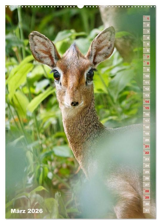 Produktbild: Safari hautnah - S&uuml;dliches und &ouml;stliches Afrika (Wandkalender 2026 DIN A2 hoch), CALVENDO Monatskalender