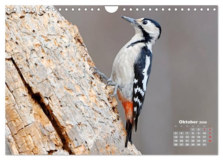 Produktbild: Echte Spechte (Wandkalender 2026 DIN A4 quer), CALVENDO Monatskalender