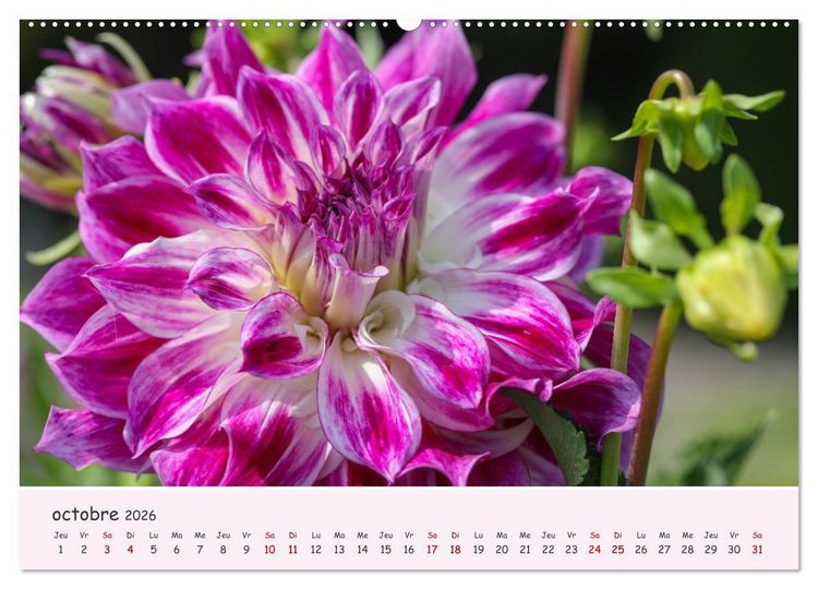 Produktbild: Les Dahlias en pleine floraison (Calendrier mural 2026 DIN A2 vertical) calendrier de bureau