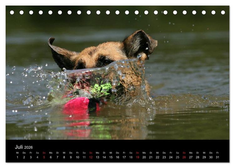 Produktbild: Mit dem Deutschen Sch&auml;ferhund durch's Jahr (Tischkalender 2026 DIN A5 quer), CALVENDO Monatskalender
