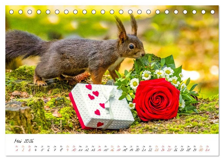 Produktbild: Die Schwarzwald-Eichh&ouml;rnchen (Tischkalender 2026 DIN A5 quer), CALVENDO Monatskalender