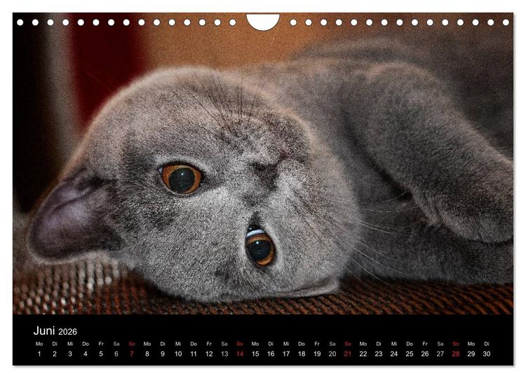 Produktbild: B&auml;rige Schmusetiger - Britisch Kurzhaar (Wandkalender 2026 DIN A4 quer), CALVENDO Monatskalender