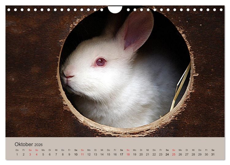 Produktbild: Rex - Kaninchen (Wandkalender 2026 DIN A4 quer), CALVENDO Monatskalender