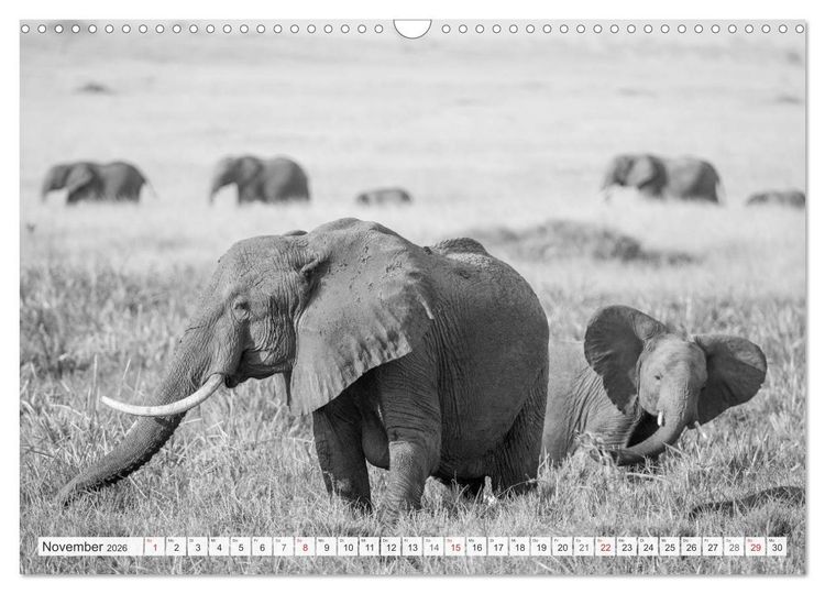 Produktbild: Emotionale Momente: Elefanten in black & white (Wandkalender 2026 DIN A3 quer), CALVENDO Monatskalender