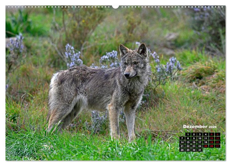 Produktbild: Willkommen Wolf (hochwertiger Premium Wandkalender 2026 DIN A2 quer), Kunstdruck in Hochglanz