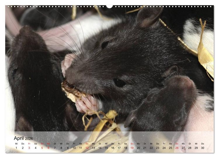 Produktbild: Ratten - Gelehrige Haustiere (Wandkalender 2026 DIN A2 quer), CALVENDO Monatskalender