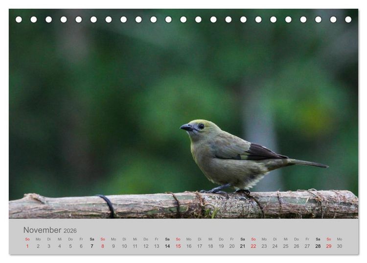 Produktbild: Costa Rica - Exotische V&ouml;gel im Regenwald (Tischkalender 2026 DIN A5 quer), CALVENDO Monatskalender