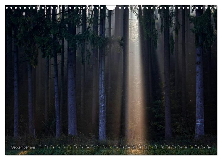 Produktbild: B&auml;ume (Wandkalender 2026 DIN A3 quer), CALVENDO Monatskalender