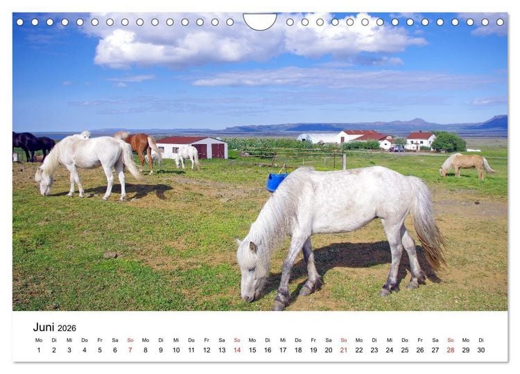 Produktbild: Die Pferde Islands - Ein Streifzug durch Island (Wandkalender 2026 DIN A4 quer), CALVENDO Monatskalender