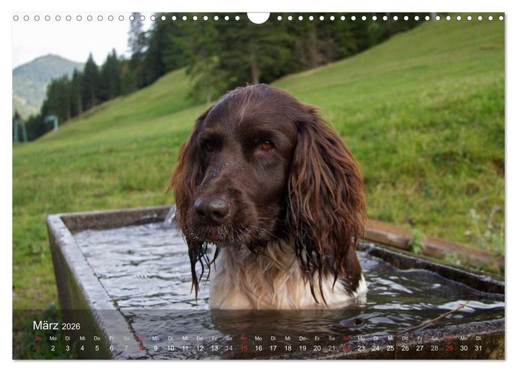 Produktbild: Kleiner M&uuml;nsterl&auml;nder Vorstehhund (Wandkalender 2026 DIN A3 quer), CALVENDO Monatskalender