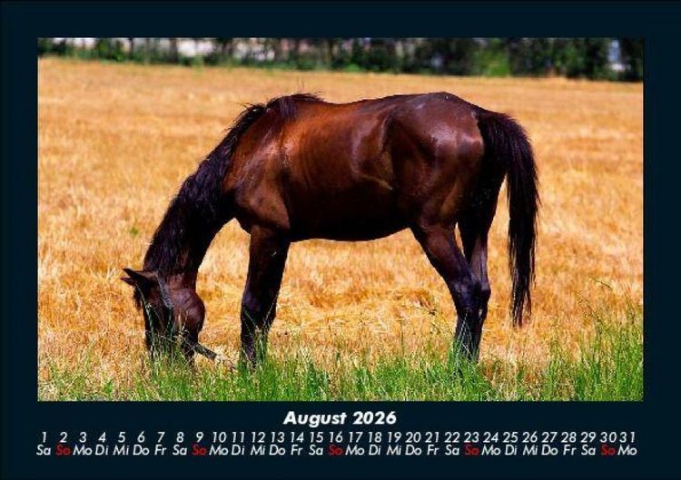Produktbild: Pferdetraum 2026 Fotokalender DIN A5