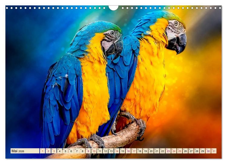 Produktbild: Mein bunter Papagei (Wandkalender 2026 DIN A3 quer), CALVENDO Monatskalender