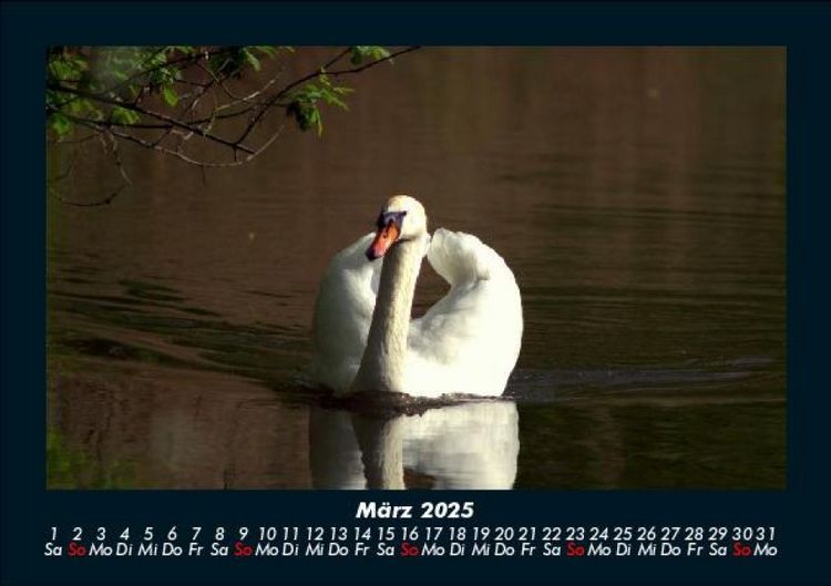 Produktbild: Welt der V&ouml;gel 2025 Fotokalender DIN A5