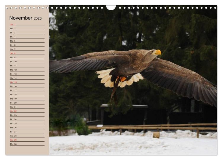 Produktbild: Der Steinadler. Majest&auml;tischer Greifvogel (Wandkalender 2026 DIN A3 quer), CALVENDO Monatskalender