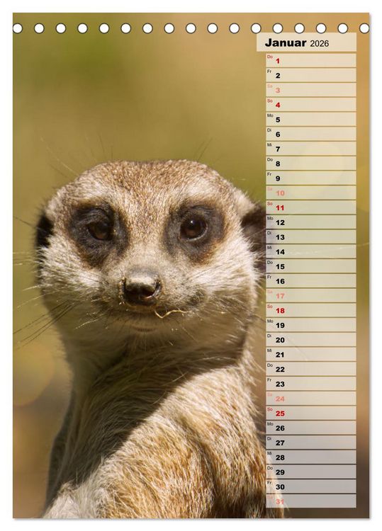 Produktbild: Erdm&auml;nnchen, putzige Kerlchen mit gro&szlig;en Knopfaugen (Tischkalender 2026 DIN A5 hoch), CALVENDO Monatskalender