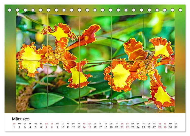 Produktbild: Orchideen Bildergalerie (Tischkalender 2026 DIN A5 quer), CALVENDO Monatskalender