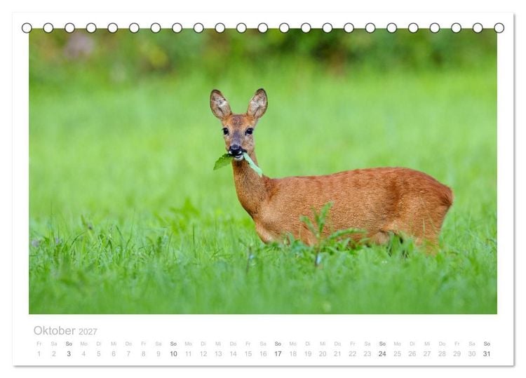 Produktbild: Rehwild 2027 (Tischkalender 2027 DIN A5 quer), CALVENDO Monatskalender