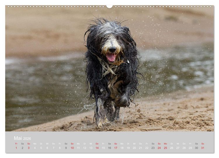 Produktbild: BEARDED COLLIES 2026 (hochwertiger Premium Wandkalender 2026 DIN A2 quer), Kunstdruck in Hochglanz