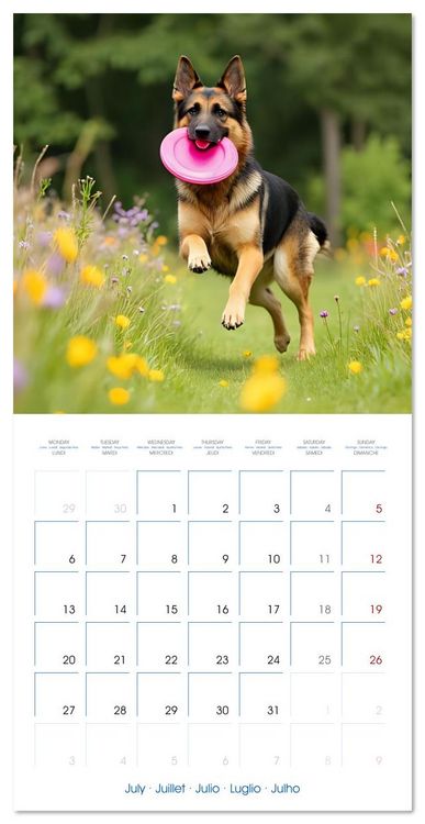 Produktbild: German Shepherds around the year (Wall Calendar 2026 12 &times; 12 Inch) CALVENDO 12 Month Wall Calendar