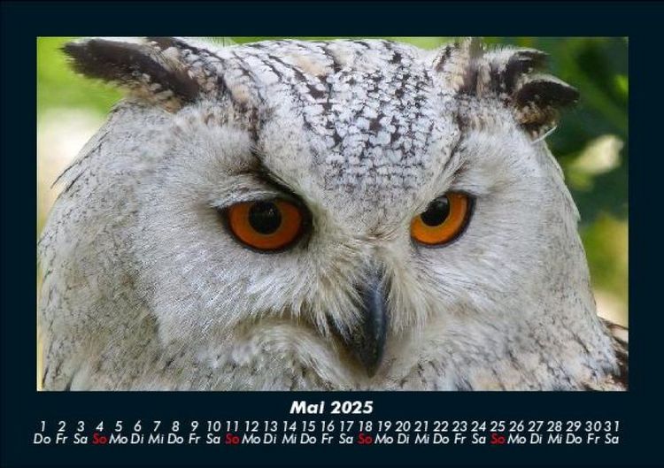 Produktbild: Vogelparadies 2025 Fotokalender DIN A5