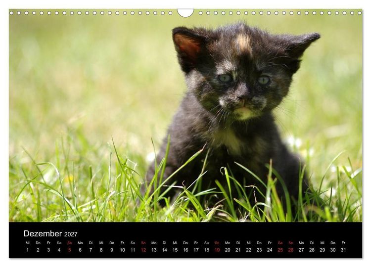 Produktbild: Katzen & Hunde (Wandkalender 2027 DIN A3 quer), CALVENDO Monatskalender