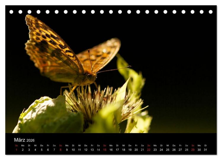 Produktbild: Heimische Schmetterlinge (Tischkalender 2026 DIN A5 quer), CALVENDO Monatskalender