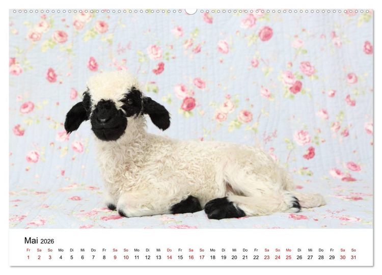 Produktbild: Walliser Schwarznasenschaf Valais Blacknose Sheep (Wandkalender 2026 DIN A2 quer), CALVENDO Monatskalender