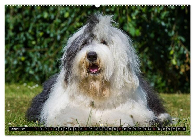 Produktbild: Traumhund Bobtail (hochwertiger Premium Wandkalender 2026 DIN A2 quer), Kunstdruck in Hochglanz