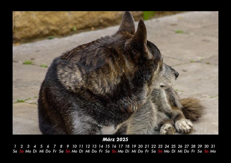 Produktbild: Hundezauber 2025 Fotokalender DIN A3