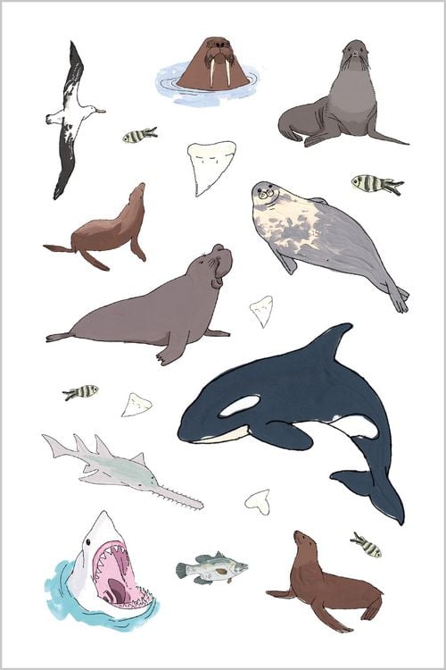 Produktbild: Wildlife Anatomy Sticker Book