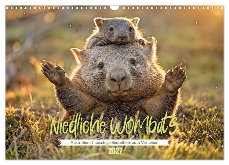 Produktbild: Niedliche Wombats - Australiens flauschige Beuteltiere zum Verlieben (Wandkalender 2027 DIN A3 quer), CALVENDO Monatskalender