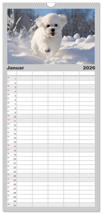 Produktbild: Familienplaner 2026 - Bichon fris&eacute;, wei&szlig;e H&uuml;ndchen mit lockigem Haar mit 5 Spalten (Wandkalender, 21 x 45 cm) CALVENDO