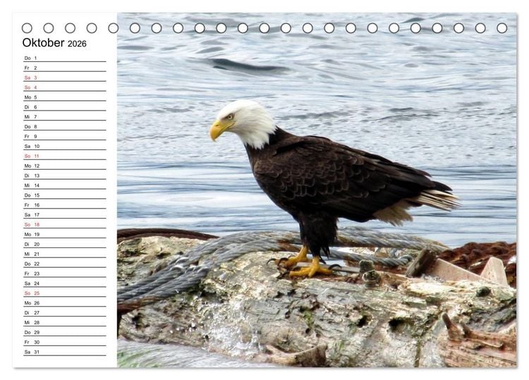 Produktbild: Wei&szlig;kopfseeadler. Symbol der Freiheit (Tischkalender 2026 DIN A5 quer), CALVENDO Monatskalender