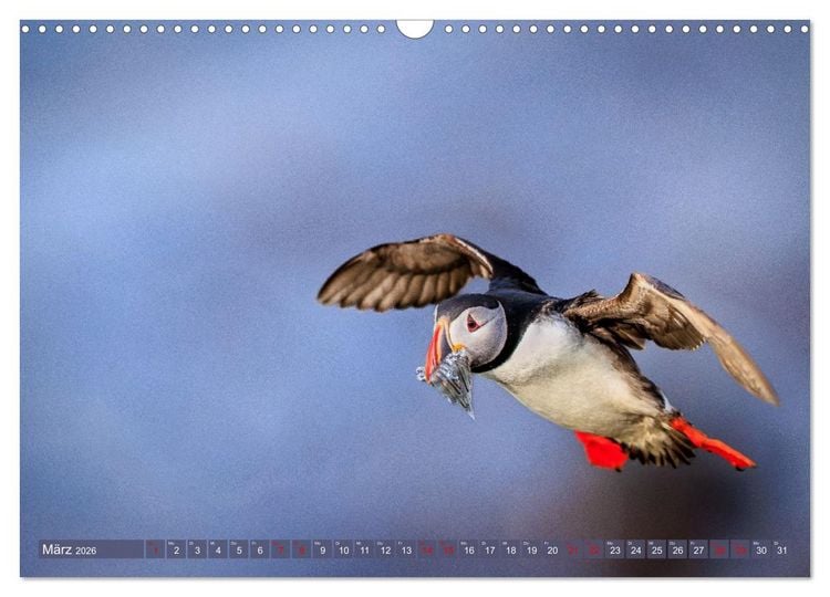 Produktbild: Puffins - Papageientaucher auf Island (Wandkalender 2026 DIN A3 quer), CALVENDO Monatskalender