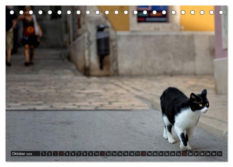 Produktbild: Die Katzen von Rovinj (Tischkalender 2026 DIN A5 quer), CALVENDO Monatskalender