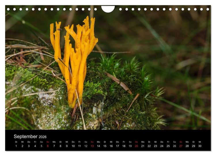 Produktbild: Pilze in Wald und Flur (Wandkalender 2026 DIN A4 quer), CALVENDO Monatskalender