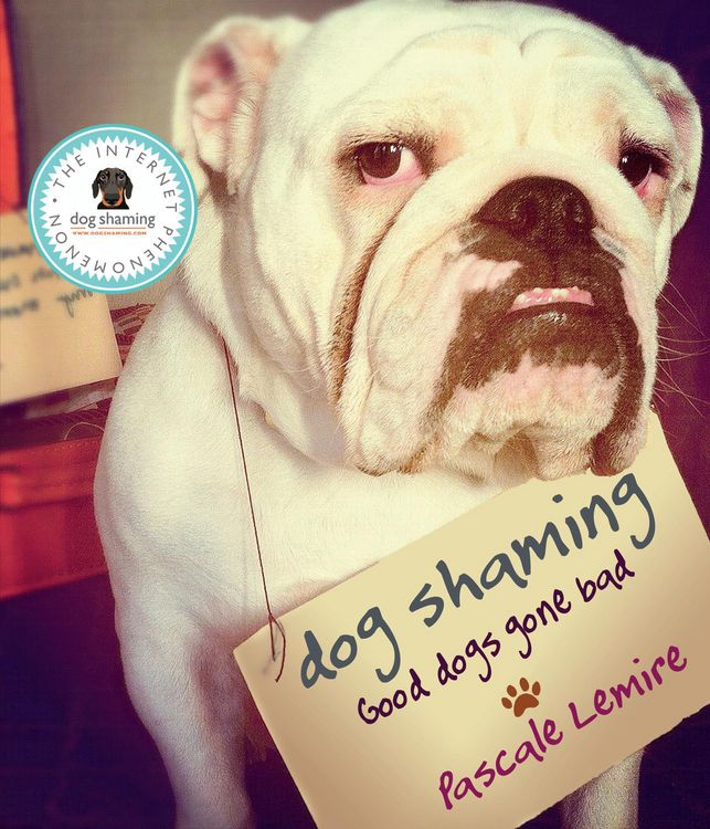 Produktbild: Dog Shaming