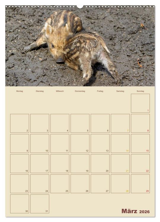 Produktbild: Wildschweine (hochwertiger Premium Wandkalender 2026 DIN A2 hoch), Kunstdruck in Hochglanz