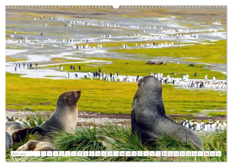 Produktbild: Antarktis - Das Reich der Pinguine (Wandkalender 2026 DIN A2 quer), CALVENDO Monatskalender