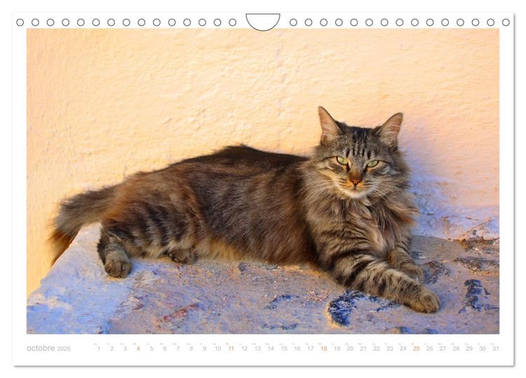 Produktbild: Chats des &icirc;les (Calendrier mural 2026 DIN A4 vertical), CALVENDO calendrier mensuel