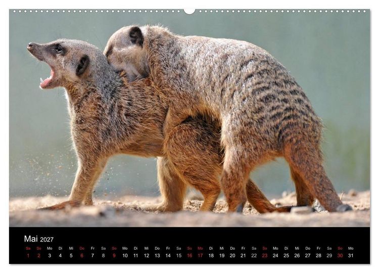 Produktbild: Erdm&auml;nnchen - Tierkinder (Wandkalender 2027 DIN A2 quer), CALVENDO Monatskalender