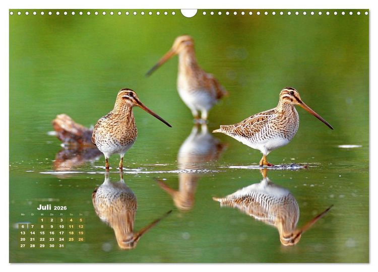 Produktbild: V&ouml;gel in unserer Heimat: Kiebitz, Wiedehopf und Turteltaube (Wandkalender 2026 DIN A3 quer), CALVENDO Monatskalender