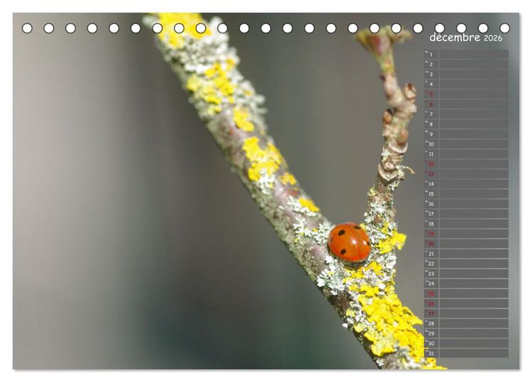 Produktbild: Coccinelles rouges &agrave; points noirs (Calendrier de bureau 2026 DIN A5 vertical), CALVENDO calendrier mensuel
