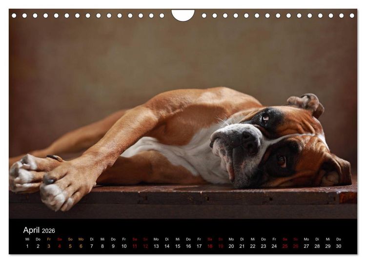 Produktbild: Liebenswerte Boxer (Wandkalender 2026 DIN A4 quer), CALVENDO Monatskalender