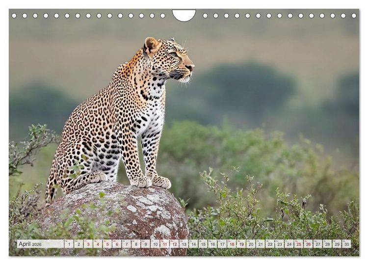 Produktbild: TIERWELT AFRIKA Faszination Wildnis (Wandkalender 2026 DIN A4 quer), CALVENDO Monatskalender